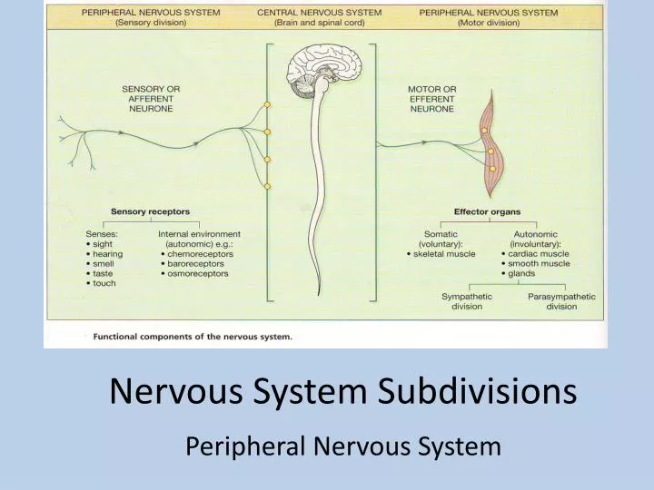nervous system subdivisions
