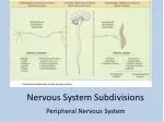 Nervous System Subdivisions - slide 1