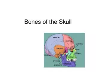 Bones of the Skull