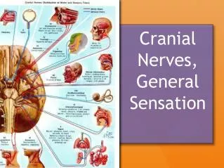 Cranial Nerves, General Sensation