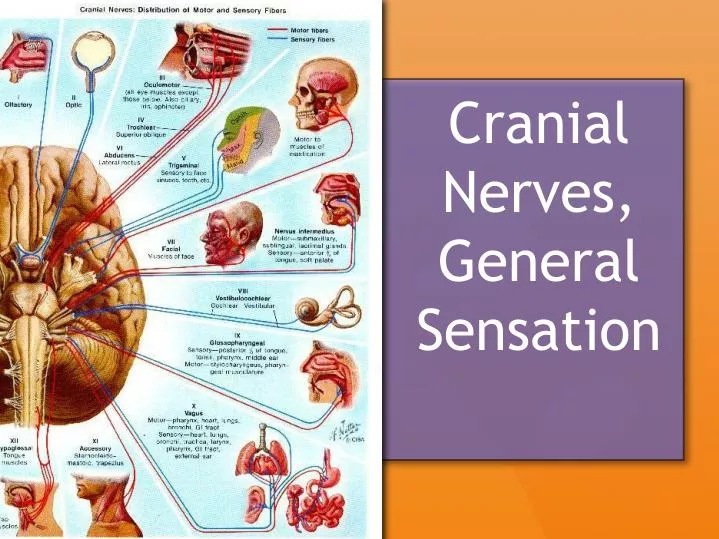 cranial nerves general sensation