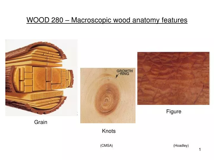 wood 280 macroscopic wood anatomy features