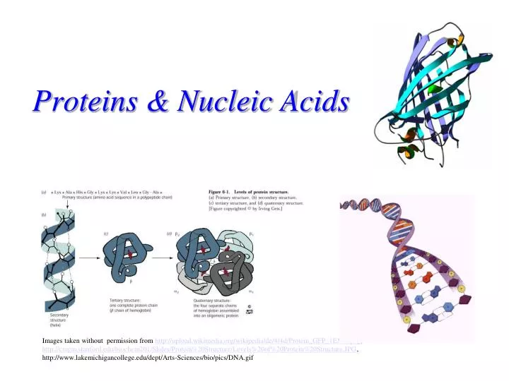 proteins nucleic acids