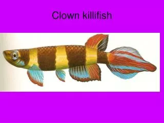Clown killifish