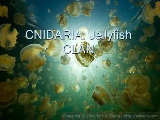 CNIDARIA: Jellyfish CLAN