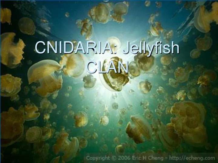 cnidaria jellyfish clan