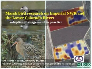 Marsh bird research on Imperial NWR and the Lower Colorado River: