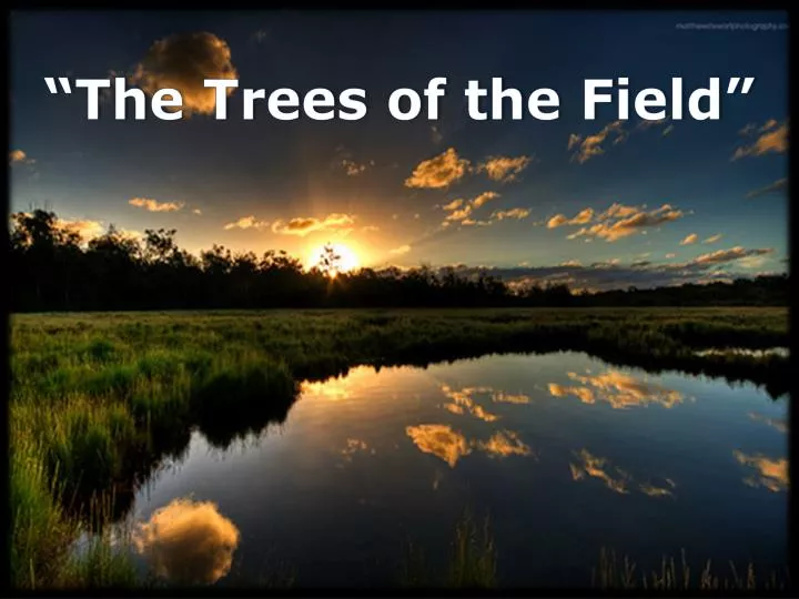 the trees of the field