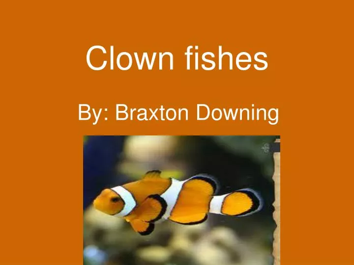 clown fishes