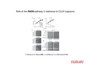 T Hishida et al. Nature 000 , 1-4 (2008) doi:10.1038/nature07580