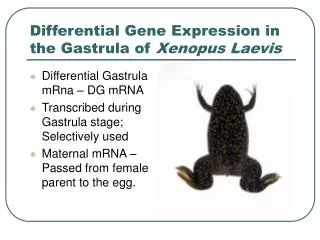 Differential Gene Expression in the Gastrula of Xenopus Laevis