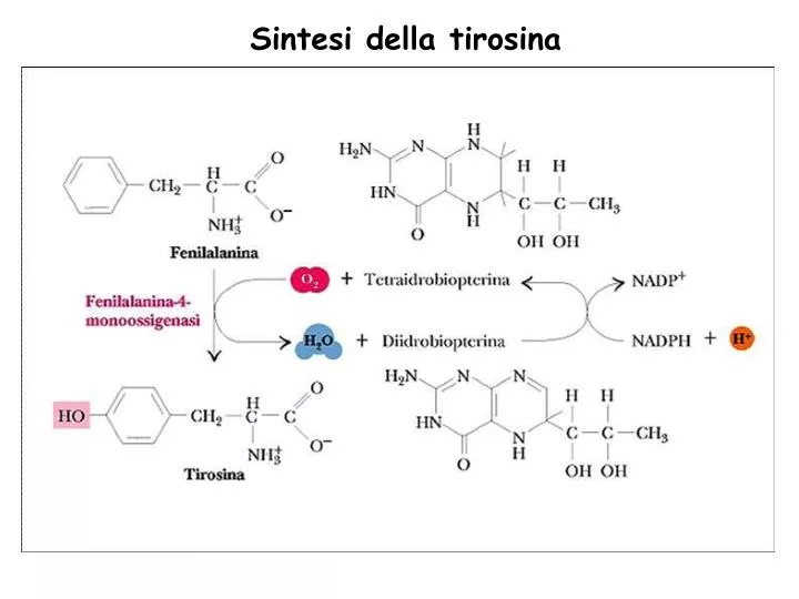 sintesi della tirosina