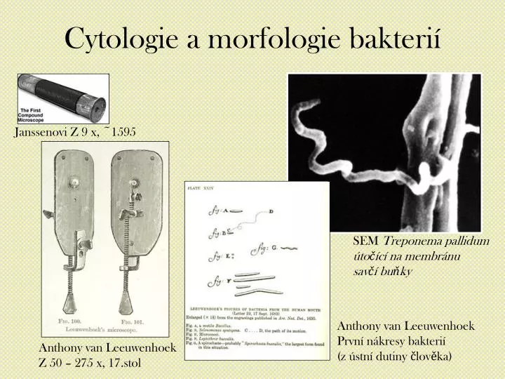cytologie a morfologie bakteri