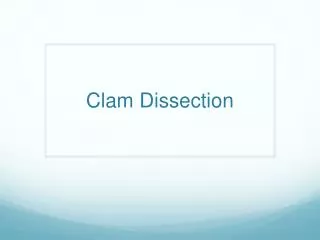 Clam Dissection