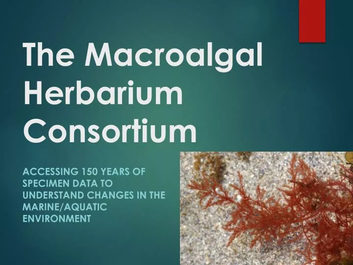 the macroalgal herbarium consortium