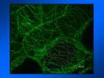 Confocal Microscopy - slide 1
