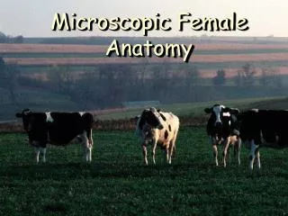 Microscopic Female Anatomy
