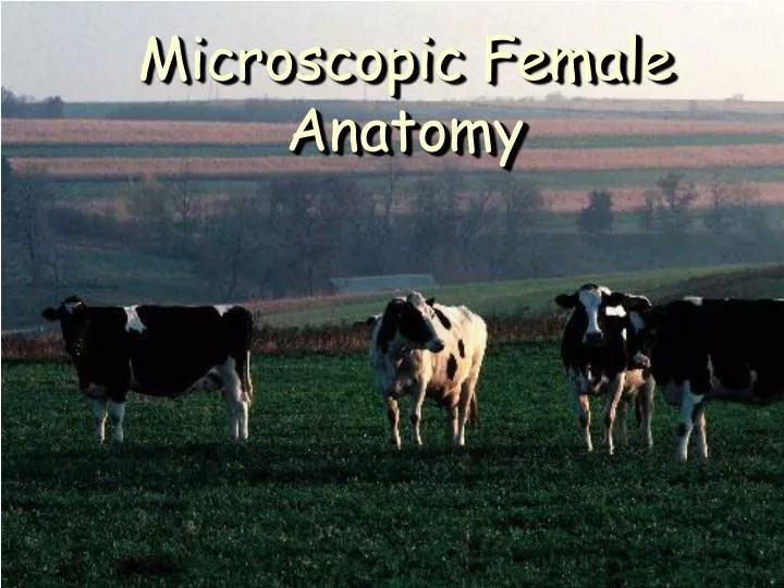 microscopic female anatomy