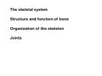 The Skeletal System: Structure, Function, and Types of Bone - slide 1