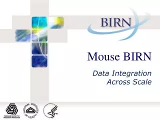 Mouse BIRN