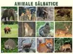 ANIMALE SĂLBATICE - slide 1