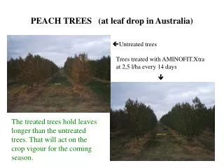 PEACH TREES (at leaf drop in Australia)