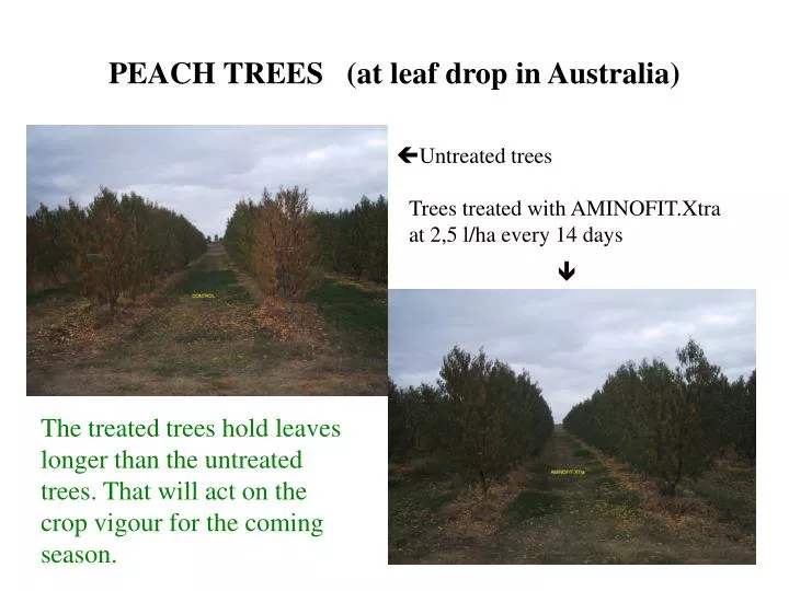 peach trees at leaf drop in australia