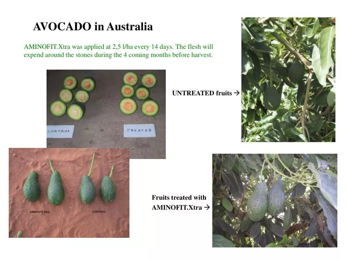 avocado in australia