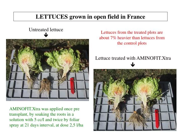 lettuces grown in open field in france
