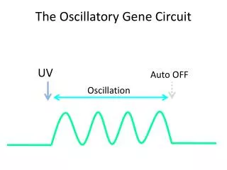 The Oscillatory Gene Circuit