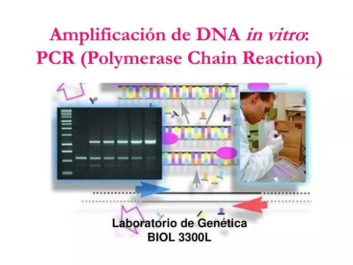 amplificaci n de dna in vitro pcr polymerase chain reaction