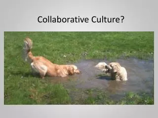 collaborative culture