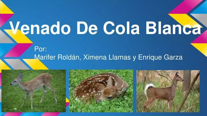 venado de cola blanca