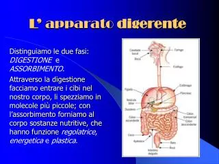 l apparato digerente