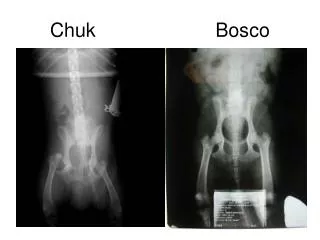 chuk bosco