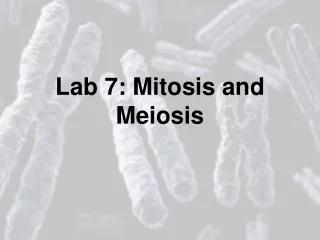 Lab 7: Mitosis and Meiosis