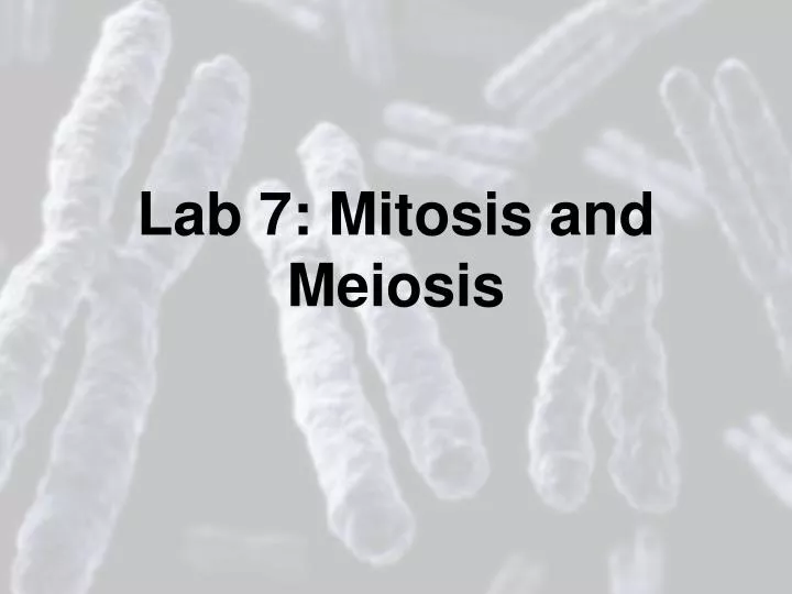 lab 7 mitosis and meiosis