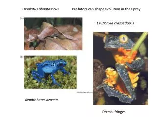 Predators can shape evolution in their prey