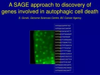 A SAGE approach to discovery of genes involved in autophagic cell death