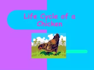 Life Cycle of a Chicken