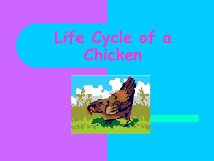 life cycle of a chicken