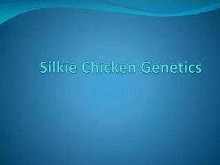 Silkie Chicken Genetics