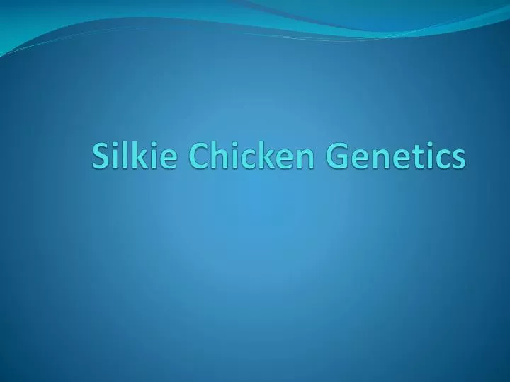 silkie chicken genetics