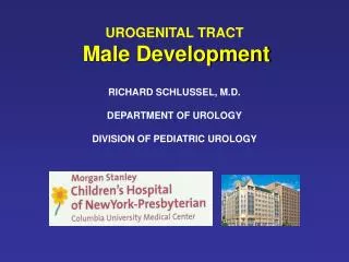 UROGENITAL TRACT Male Development