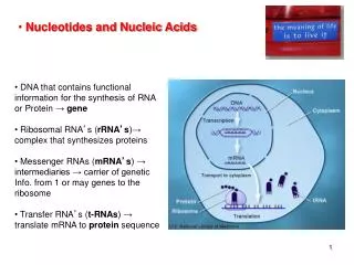 DNA that contains functional information for the synthesis of RNA or Protein ? gene