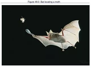 Figure 49.0 Bat locating a moth