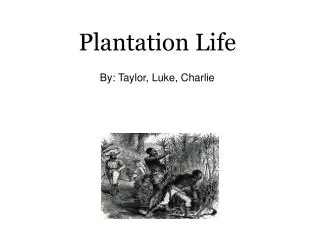 Plantation Life