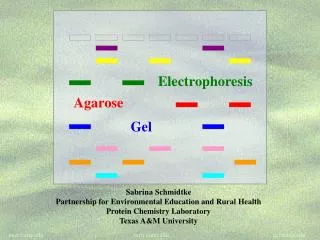 Electrophoresis