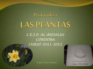 profundiza las plantas