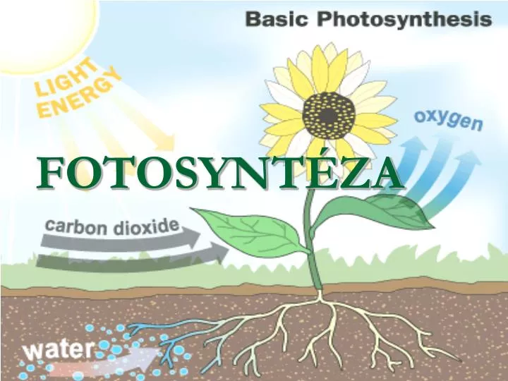 fotosynt za